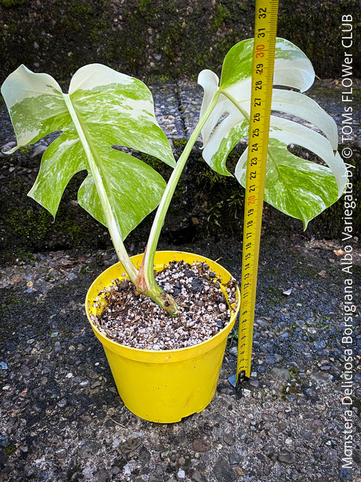 Monstera Deliciosa Borsigiana Albo Variegata, organically grown plants for sale at TOMs FLOWer CLUB