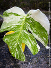 Monstera Deliciosa Borsigiana Albo Variegata, organically grown plants for sale at TOMs FLOWer CLUB