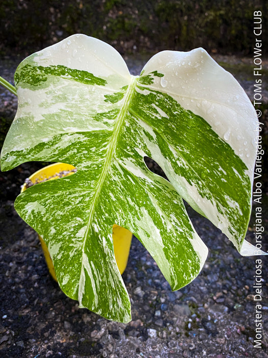 Monstera Deliciosa Borsigiana Albo Variegata, organically grown plants for sale at TOMs FLOWer CLUB