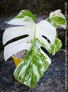 Monstera Deliciosa Borsigiana Albo Variegata, organically grown plants for sale at TOMs FLOWer CLUB