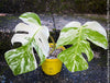 Monstera Deliciosa Borsigiana Albo Variegata, organically grown plants for sale at TOMs FLOWer CLUB
