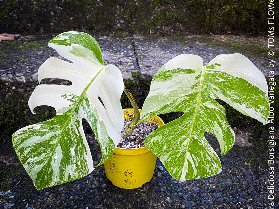 Monstera Deliciosa Borsigiana Albo Variegata, organically grown plants for sale at TOMs FLOWer CLUB