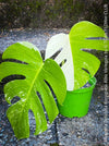 Monstera Deliciosa Borsigiana Albo Variegata, organically grown plants for sale at TOMs FLOWer CLUB
