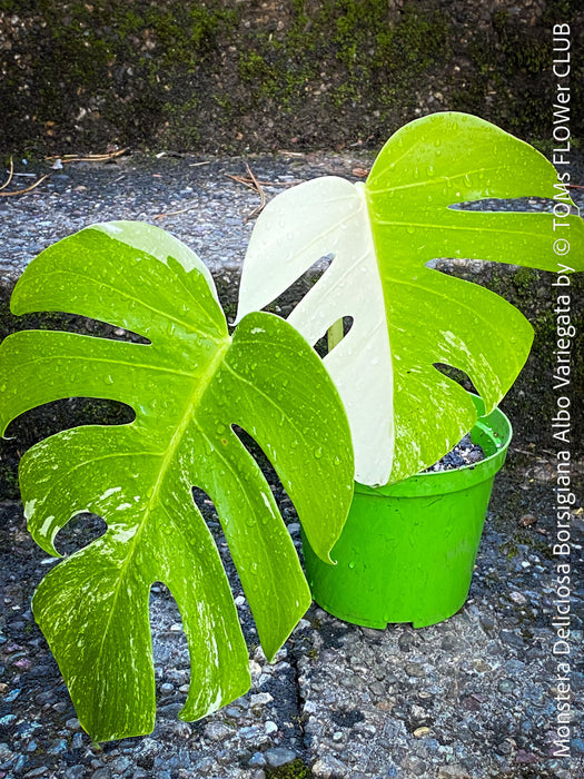 Monstera Deliciosa Borsigiana Albo Variegata, organically grown plants for sale at TOMs FLOWer CLUB
