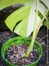 Monstera Deliciosa Borsigiana Albo Variegata, organically grown plants for sale at TOMs FLOWer CLUB