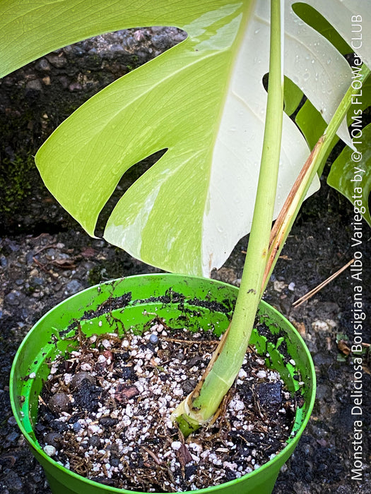 Monstera Deliciosa Borsigiana Albo Variegata, organically grown plants for sale at TOMs FLOWer CLUB