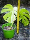 Monstera Deliciosa Borsigiana Albo Variegata, organically grown plants for sale at TOMs FLOWer CLUB