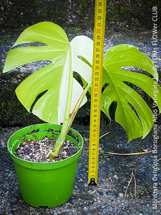 Monstera Deliciosa Borsigiana Albo Variegata, organically grown plants for sale at TOMs FLOWer CLUB