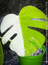 Monstera Deliciosa Borsigiana Albo Variegata, organically grown plants for sale at TOMs FLOWer CLUB