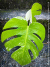 Monstera Deliciosa Borsigiana Albo Variegata, organically grown plants for sale at TOMs FLOWer CLUB