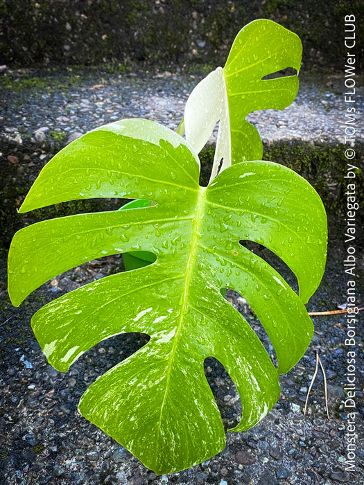 Monstera Deliciosa Borsigiana Albo Variegata, organically grown plants for sale at TOMs FLOWer CLUB