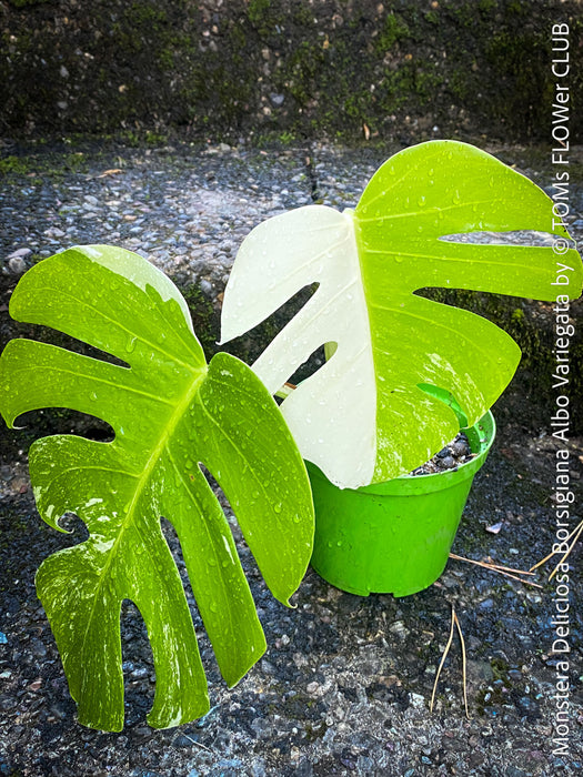 Monstera Deliciosa Borsigiana Albo Variegata, organically grown plants for sale at TOMs FLOWer CLUB