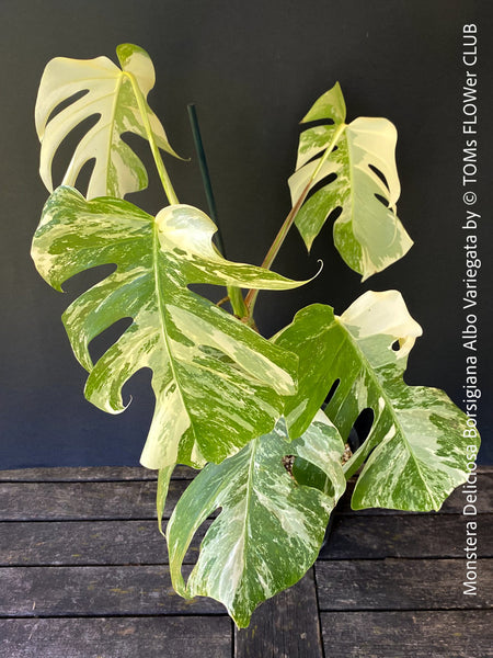 Monstera Deliciosa Borsigiana Albo Variegata, organically grown plants for sale at TOMs FLOWer CLUB