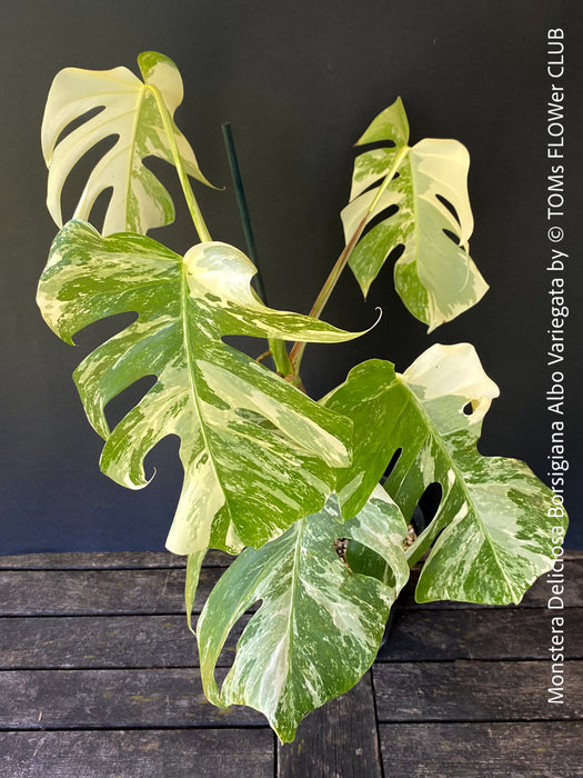 monstera albo plant for sale Monstera Deliciosa Borsigiana Albo Variegata | organically grown tropical plants