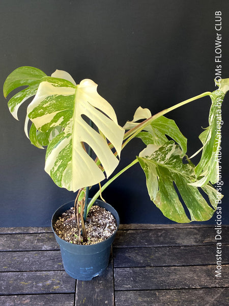 Monstera Deliciosa Borsigiana Albo Variegata, organically grown plants for sale at TOMs FLOWer CLUB