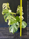 Monstera Deliciosa Borsigiana Albo Variegata, organically grown plants for sale at TOMs FLOWer CLUB