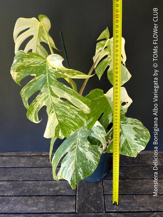 Monstera Deliciosa Borsigiana Albo Variegata, organically grown plants for sale at TOMs FLOWer CLUB