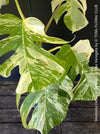 Monstera Deliciosa Borsigiana Albo Variegata, organically grown plants for sale at TOMs FLOWer CLUB