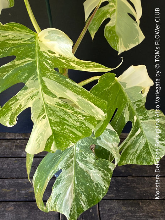 Monstera Deliciosa Borsigiana Albo Variegata, organically grown plants for sale at TOMs FLOWer CLUB