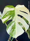 Monstera Deliciosa Borsigiana Albo Variegata, organically grown plants for sale at TOMs FLOWer CLUB