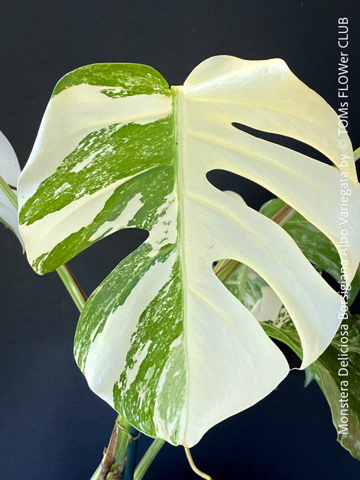 Monstera Deliciosa Borsigiana Albo Variegata, organically grown plants for sale at TOMs FLOWer CLUB