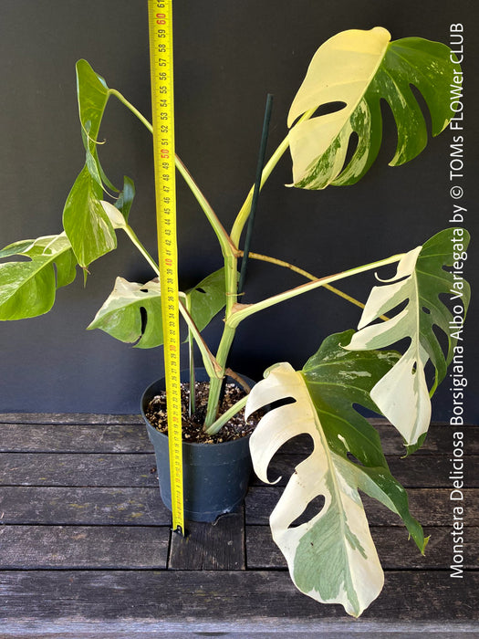 Monstera Deliciosa Borsigiana Albo Variegata, organically grown plants for sale at TOMs FLOWer CLUB