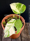 Monstera Deliciosa Borsigiana Albo Variegata, variegated plants, TOMs FLOWer CLUB