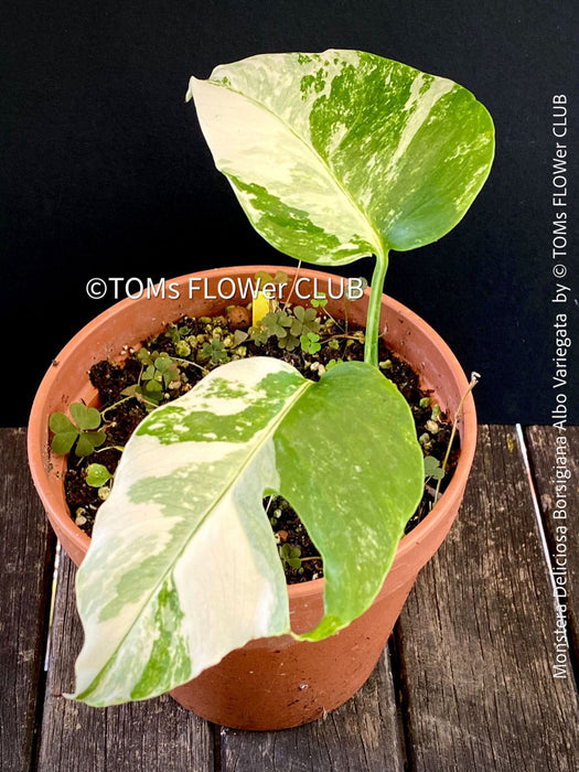 Monstera Deliciosa Borsigiana Albo Variegata, variegated plants, TOMs FLOWer CLUB