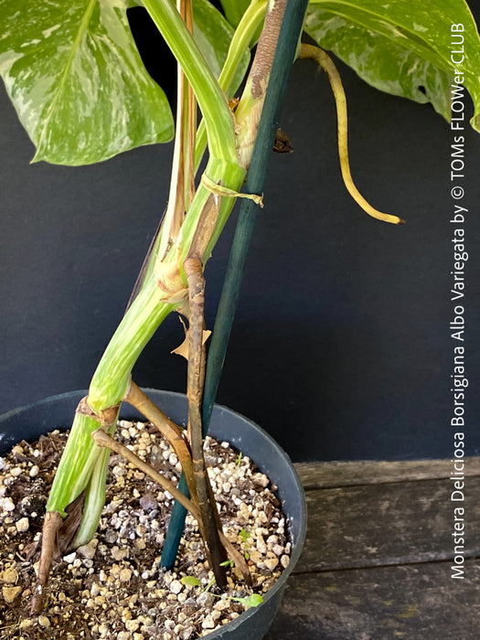 Monstera Deliciosa Borsigiana Albo Variegata, organically grown plants for sale at TOMs FLOWer CLUB