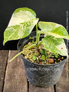 Monstera Deliciosa Borsigiana Albo Variegata, variegated plants, TOMs FLOWer CLUB