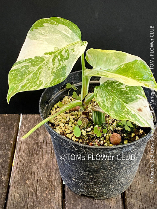Monstera Deliciosa Borsigiana Albo Variegata, variegated plants, TOMs FLOWer CLUB