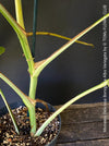 Monstera Deliciosa Borsigiana Albo Variegata, organically grown plants for sale at TOMs FLOWer CLUB