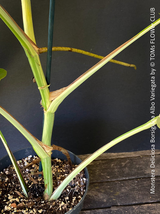 Monstera Deliciosa Borsigiana Albo Variegata, organically grown plants for sale at TOMs FLOWer CLUB