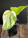 Monstera Deliciosa Borsigiana Albo Variegata, variegated plants, TOMs FLOWer CLUB