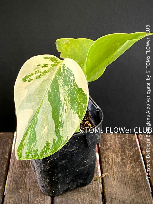 Monstera Deliciosa Borsigiana Albo Variegata, variegated plants, TOMs FLOWer CLUB
