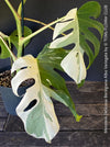 Monstera Deliciosa Borsigiana Albo Variegata, organically grown plants for sale at TOMs FLOWer CLUB