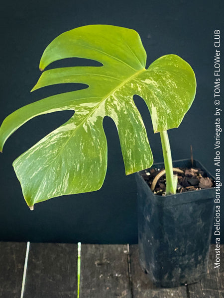 Monstera Deliciosa Albo-Variegata, organically grown tropical plants for sale at TOMs FLOWer CLUB. 