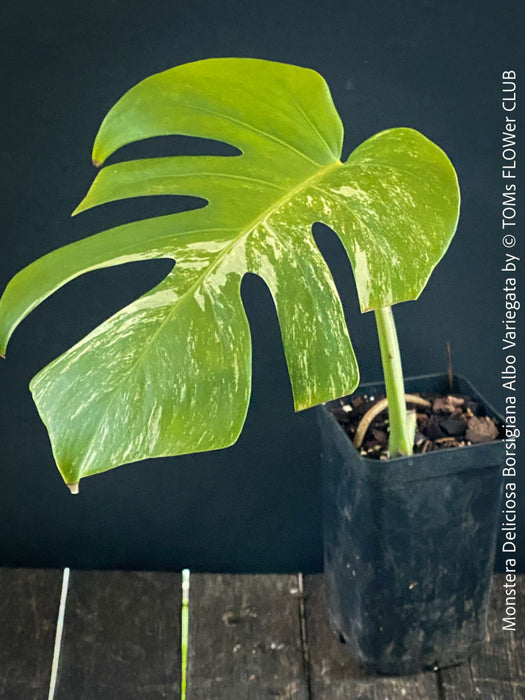 Monstera Deliciosa Albo-Variegata, organically grown tropical plants for sale at TOMs FLOWer CLUB. 