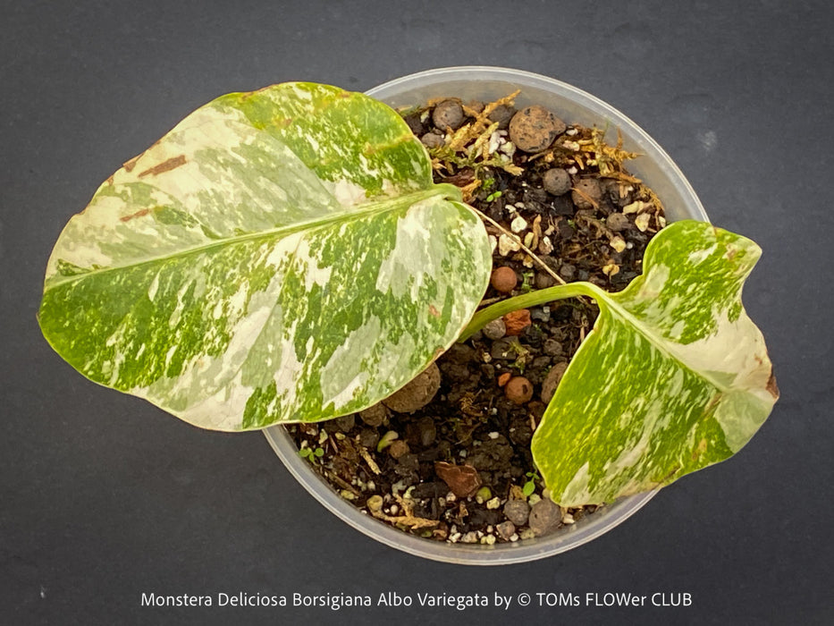 Monstera Deliciosa Borsigiana Albo Variegata, organically grown plants for sale at TOMs FLOWer CLUB