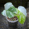Monstera Deliciosa Borsigiana Albo Variegata, variegated plants, TOMs FLOWer CLUB