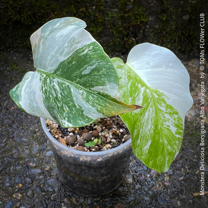 Monstera Deliciosa Borsigiana Albo Variegata, variegated plants, TOMs FLOWer CLUB