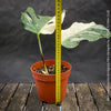 Monstera Deliciosa Borsigiana Albo Variegata, organically grown plants for sale at TOMs FLOWer CLUB