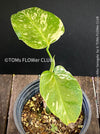 Monstera Deliciosa Borsigiana Albo Variegata, variegated plants, TOMs FLOWer CLUB