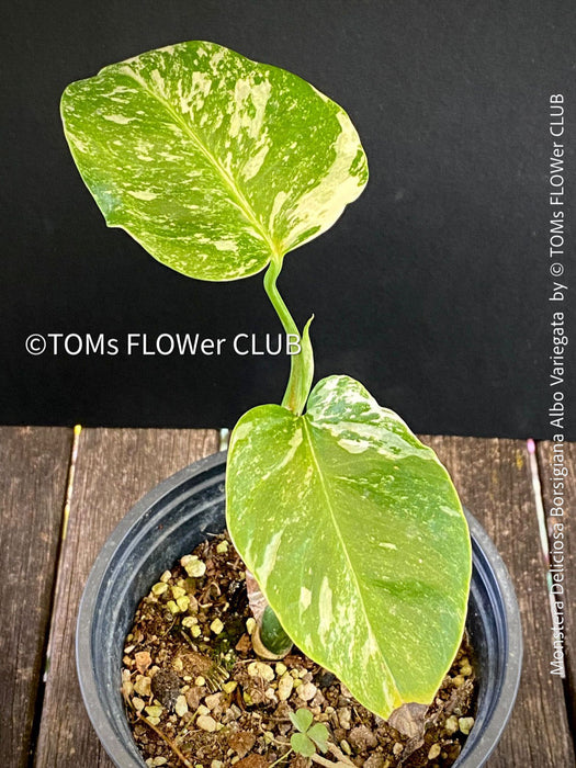 Monstera Deliciosa Borsigiana Albo Variegata, variegated plants, TOMs FLOWer CLUB