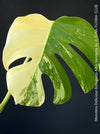 Monstera Deliciosa Borsigiana Albo Variegata, organically grown plants for sale at TOMs FLOWer CLUB