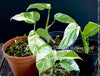 Monstera Deliciosa Borsigiana Albo Variegata, variegated plants, TOMs FLOWer CLUB