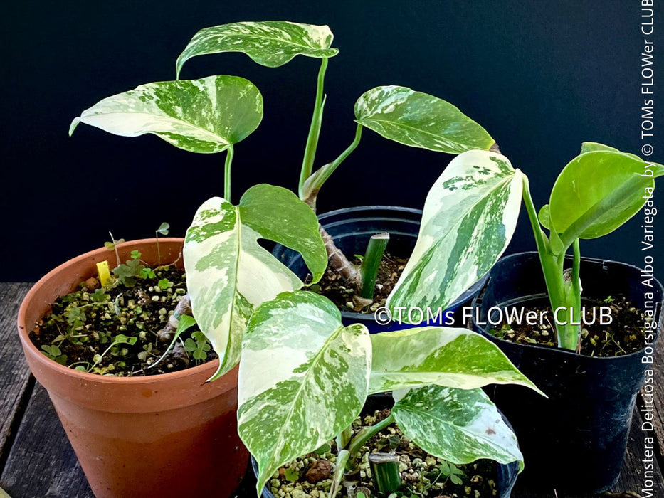 Monstera Deliciosa Borsigiana Albo Variegata, variegated plants, TOMs FLOWer CLUB