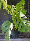 Monstera Deliciosa Borsigiana Albo Variegata, organically grown plants for sale at TOMs FLOWer CLUB