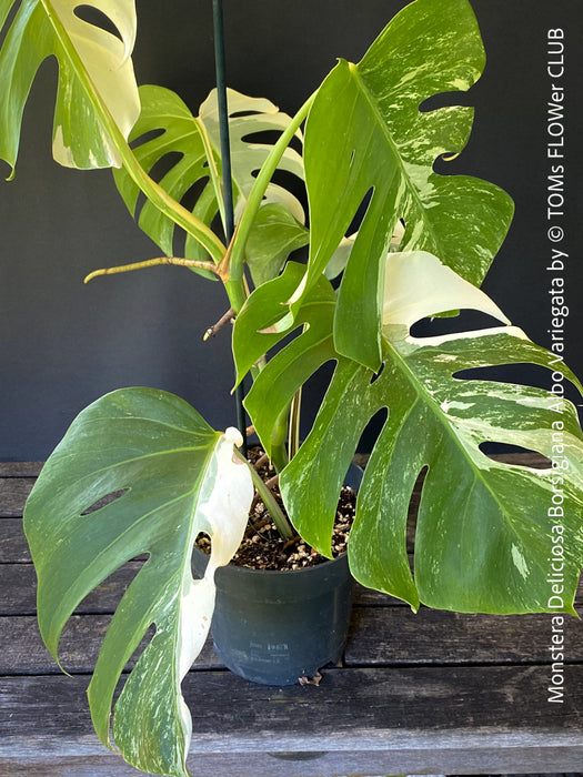 Monstera Deliciosa Borsigiana Albo Variegata, organically grown plants for sale at TOMs FLOWer CLUB