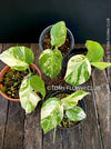 Monstera Deliciosa Borsigiana Albo Variegata, variegated plants, TOMs FLOWer CLUB